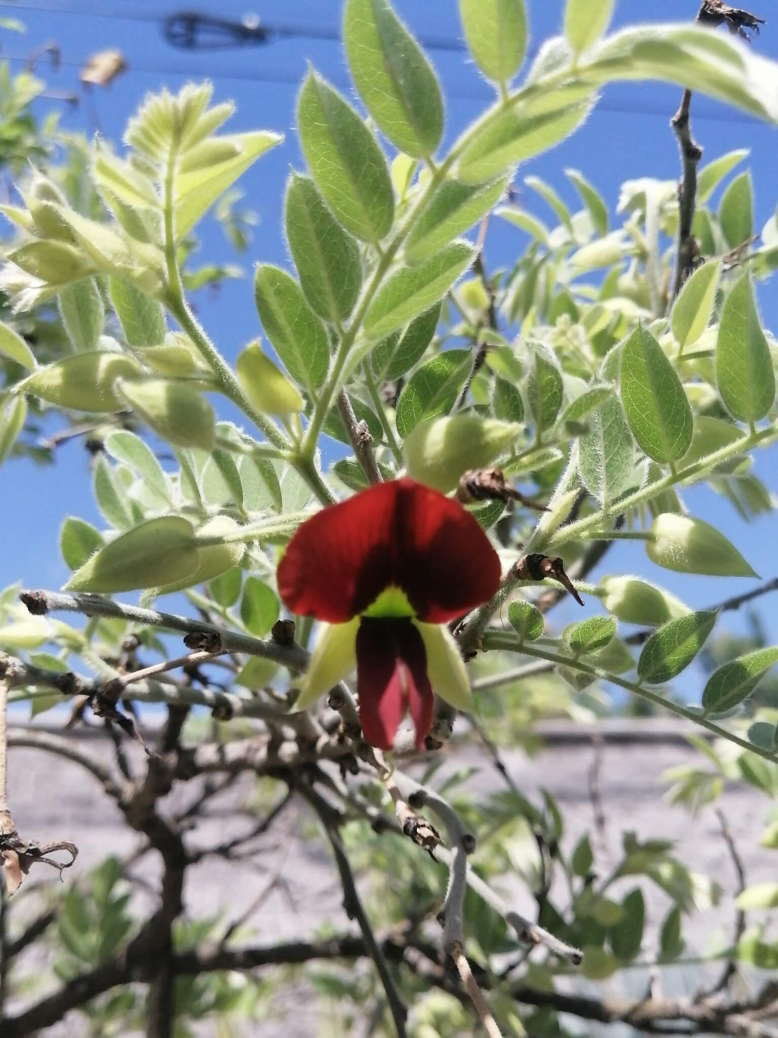 Brongniartia lupinoides 